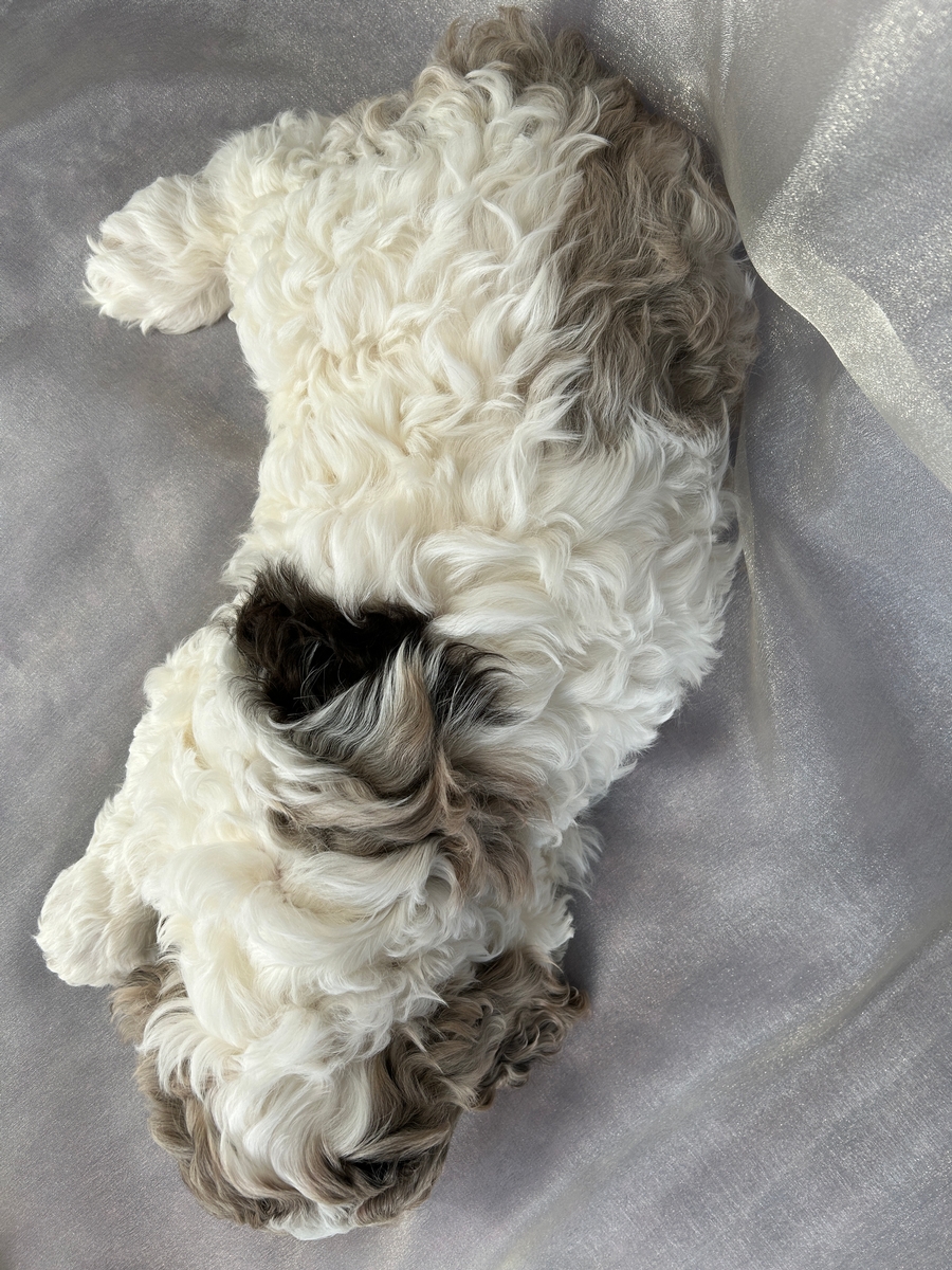 Male F1 Merle and White Parti Cockapoo Pup for Sale DOB 2-3-2026